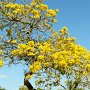 <p align=left>J'ai beau cherché, je ne trouve pas le nom de cet arbre. Les feuilles jaunes deviennent peu à peu vertes, ou elles tombent et laissent place à une nouvelle pousse verte. Ressemble à un frémontodendron.